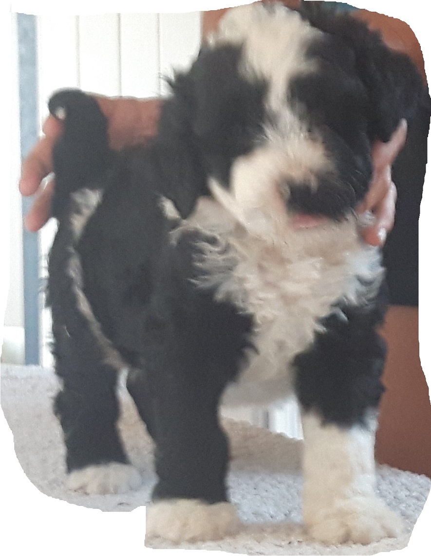 Our Puppies