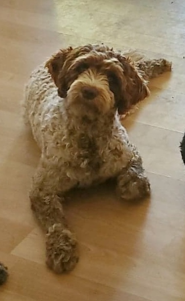 Mom 'Tootsie', Brown and white, 44lbs Image